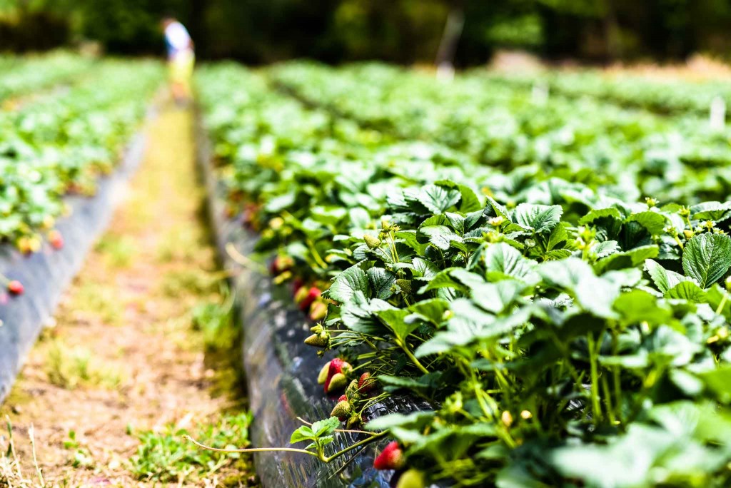 Rocky Creek Strawberry Farm - Love the Peninsula